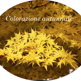 Acer palmatum 'Aoyagi' cm.80/100