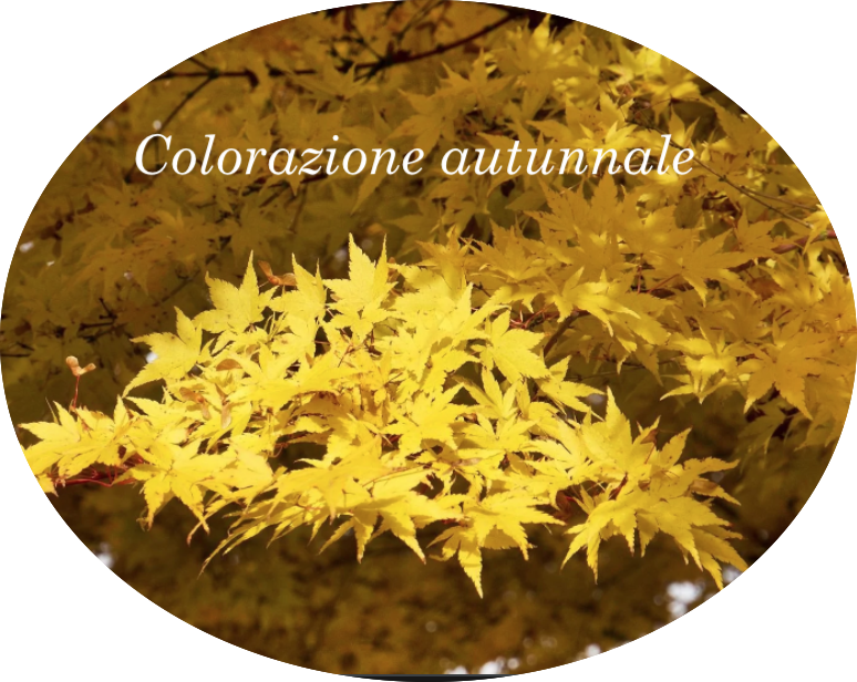 Acer palmatum 'Aoyagi' cm.80/100