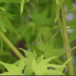 Acer palmatum 'Aoyagi' cm.80/100