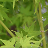 Acer palmatum 'Aoyagi' cm.80/100