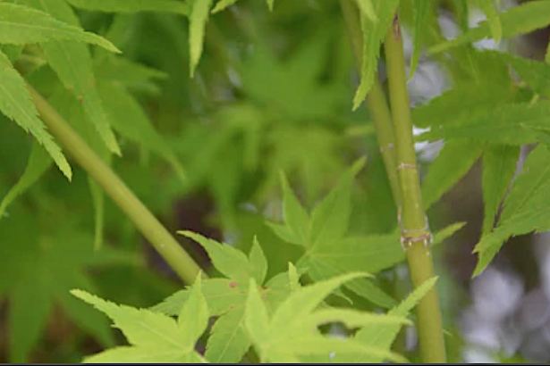 Acer palmatum 'Aoyagi' cm.80/100