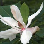 Magnolia Macrophylla cm. 40 circa