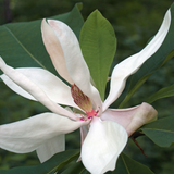 Magnolia Macrophylla cm. 40 circa