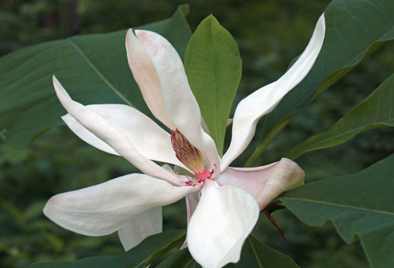Magnolia Macrophylla cm. 40 circa