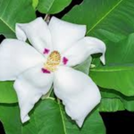 Magnolia Macrophylla cm. 40 circa