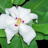 Magnolia Macrophylla cm. 40 circa