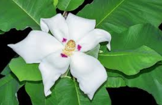 Magnolia Macrophylla cm. 40 circa