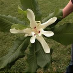 Magnolia Macrophylla cm. 40 circa