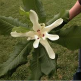 Magnolia Macrophylla cm. 40 circa