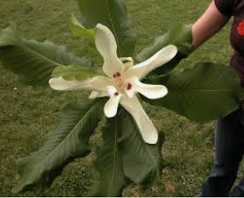 Magnolia Macrophylla cm. 40 circa