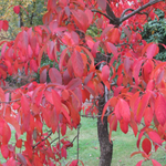 Nyssa Sinensis cm. 80/100 vaso 24