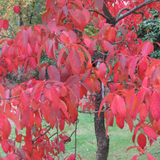 Nyssa Sinensis cm. 80/100 vaso 24
