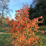 Nyssa Sinensis cm. 80/100 vaso 24