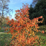 Nyssa Sinensis cm. 80/100 vaso 24