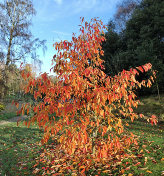 Nyssa Sinensis cm. 80/100 vaso 24