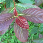 Nyssa Sinensis cm. 80/100 vaso 24