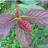 Nyssa Sinensis cm. 80/100 vaso 24