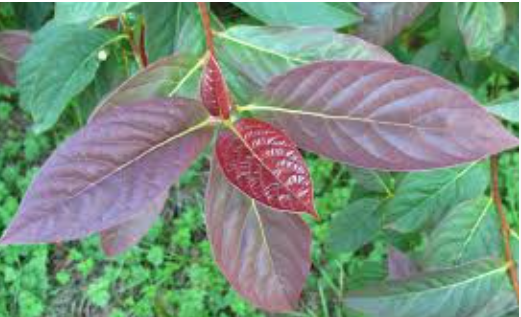 Nyssa Sinensis cm. 80/100 vaso 24