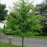 Nyssa Sinensis cm. 80/100 vaso 24