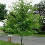 Nyssa Sinensis cm. 80/100 vaso 24