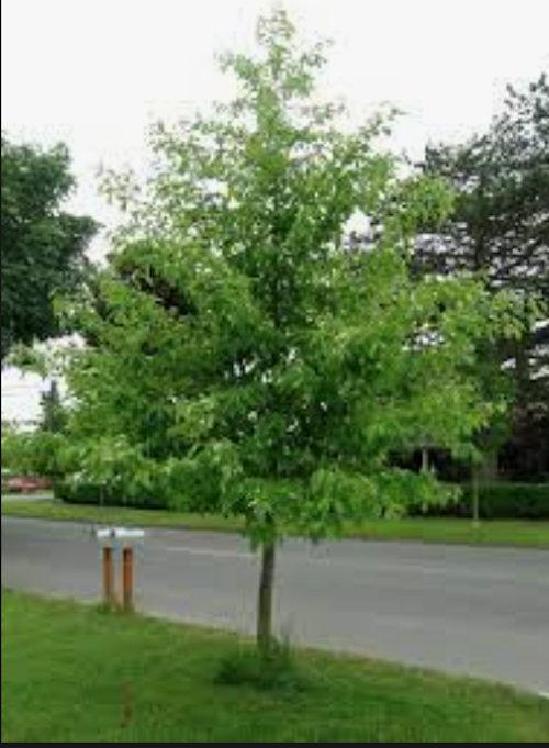 Nyssa Sinensis cm. 80/100 vaso 24