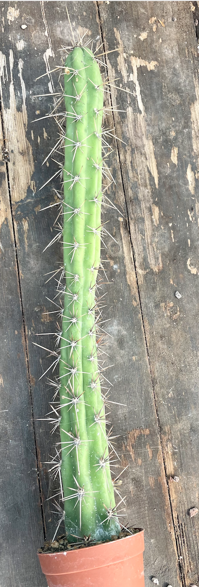 Harrisia eriocereus Bronflandii cm. 35/40