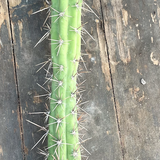 Harrisia eriocereus Bronflandii cm. 35/40