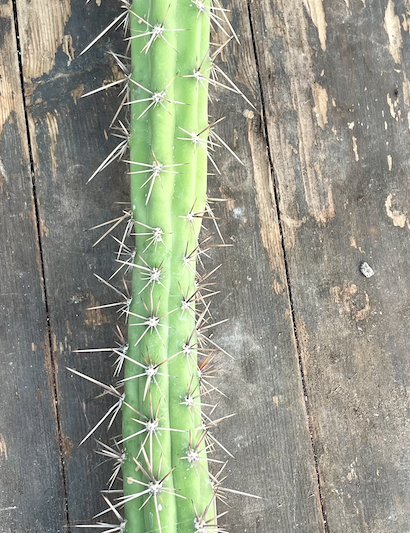Harrisia eriocereus Bronflandii cm. 35/40