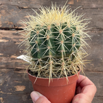 Echinocactus Grusonii