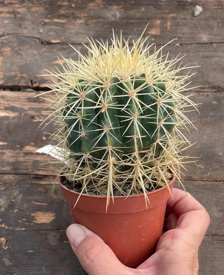 Echinocactus Grusonii