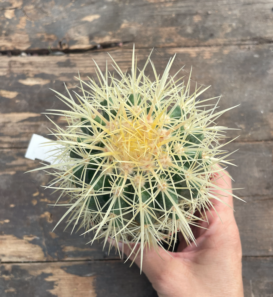 Echinocactus Grusonii