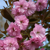 Prunus serrulata Kanzan vaso 18