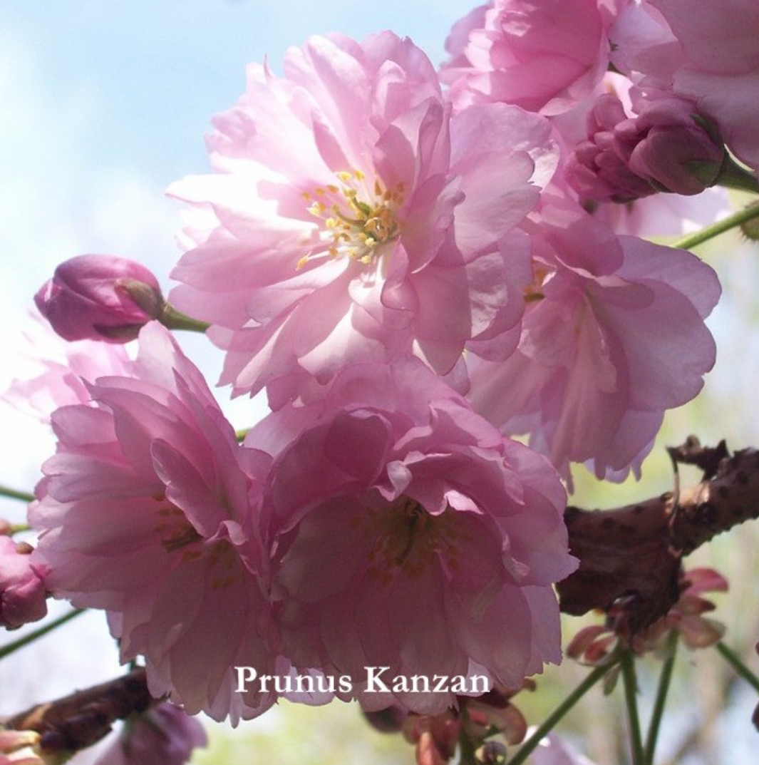 Prunus serrulata Kanzan  vaso 7/9