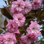 Prunus serrulata Kanzan  vaso 7/9