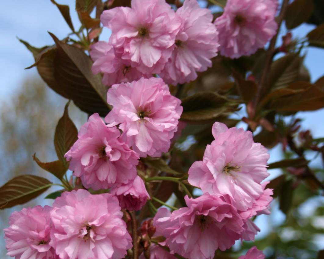 Prunus serrulata Kanzan  vaso 7/9