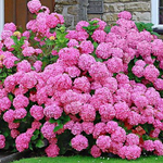 HYDRANGEA MACROPHYLLA Rosita vaso 18