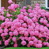 HYDRANGEA MACROPHYLLA Rosita vaso 18