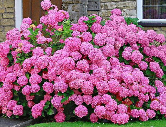 HYDRANGEA MACROPHYLLA Rosita vaso 18