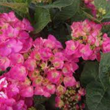 HYDRANGEA MACROPHYLLA Rosita vaso 18