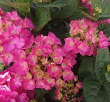 HYDRANGEA MACROPHYLLA Rosita vaso 18
