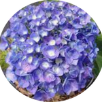 Hydrangea Macrophylla Benelux (R) vaso 18