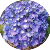 Hydrangea Macrophylla Benelux (R) vaso 18