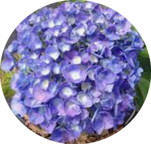 Hydrangea Macrophylla Benelux (R) vaso 18