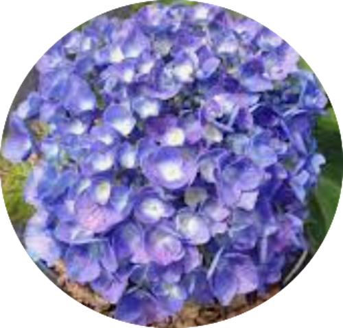 Hydrangea Macrophylla Benelux (R) vaso 18