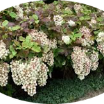Hydrangea Quercifolia Snowflake vaso 18