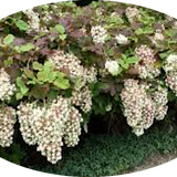 Hydrangea Quercifolia Snowflake vaso 18