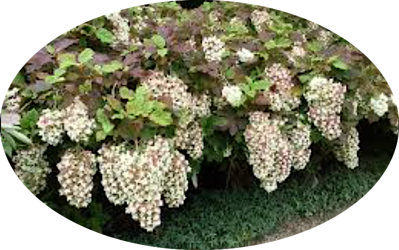Hydrangea Quercifolia Snowflake vaso 18