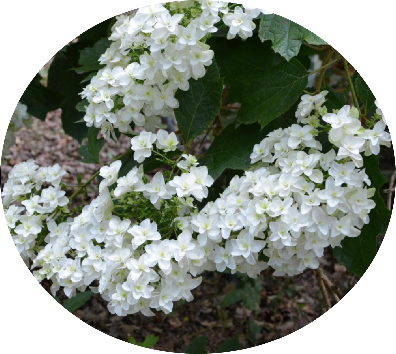 Hydrangea Quercifolia Snowflake vaso 18