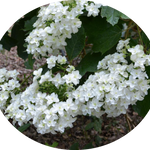 Hydrangea Quercifolia Snowflake vaso 18
