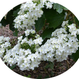 Hydrangea Quercifolia Snowflake vaso 18